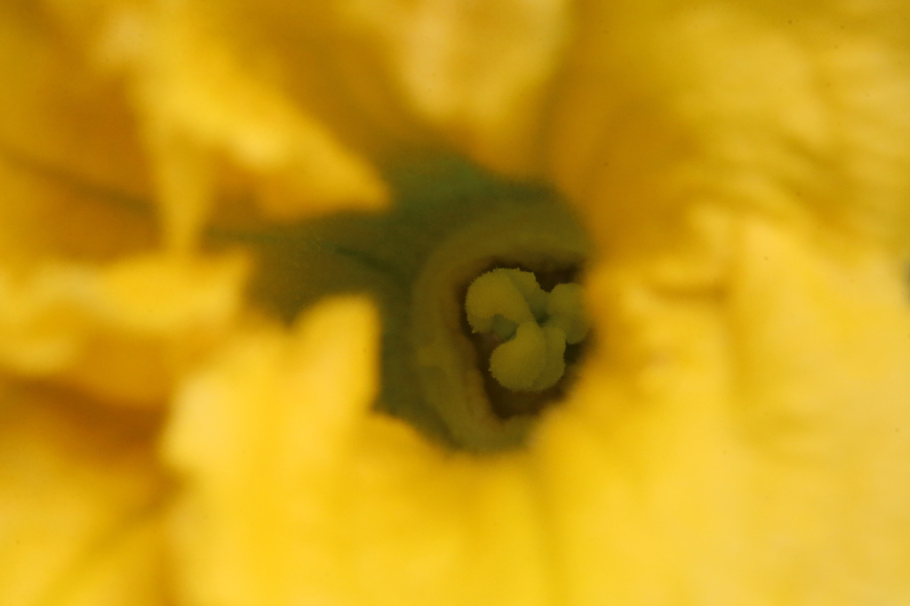 何の花でしょう