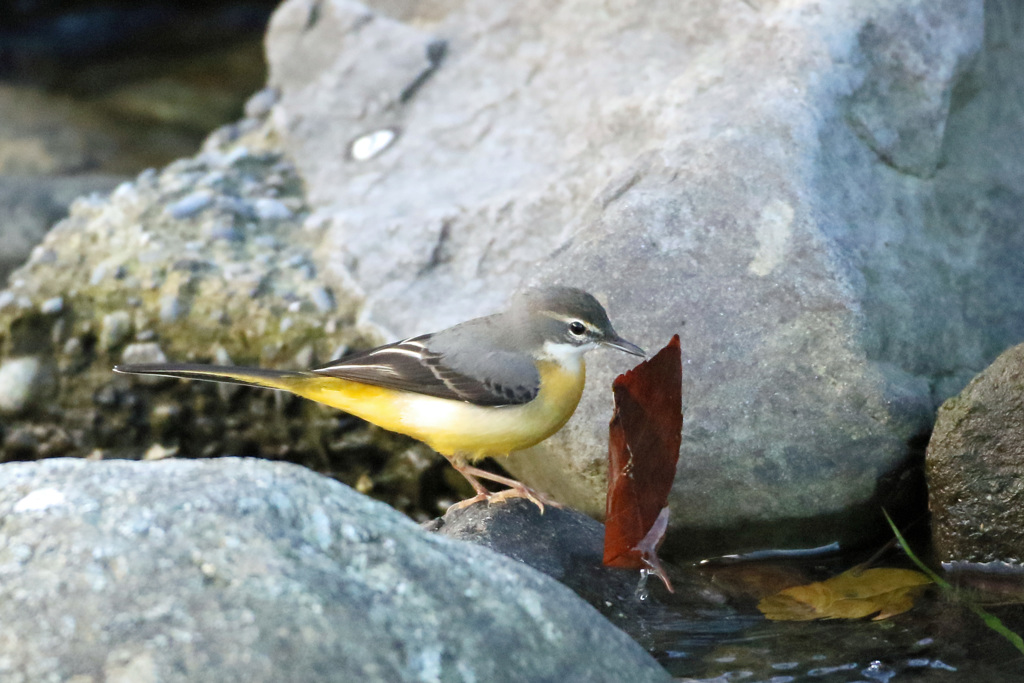 葉っぱも食べるの-1