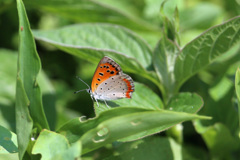 ベニシジミ発見