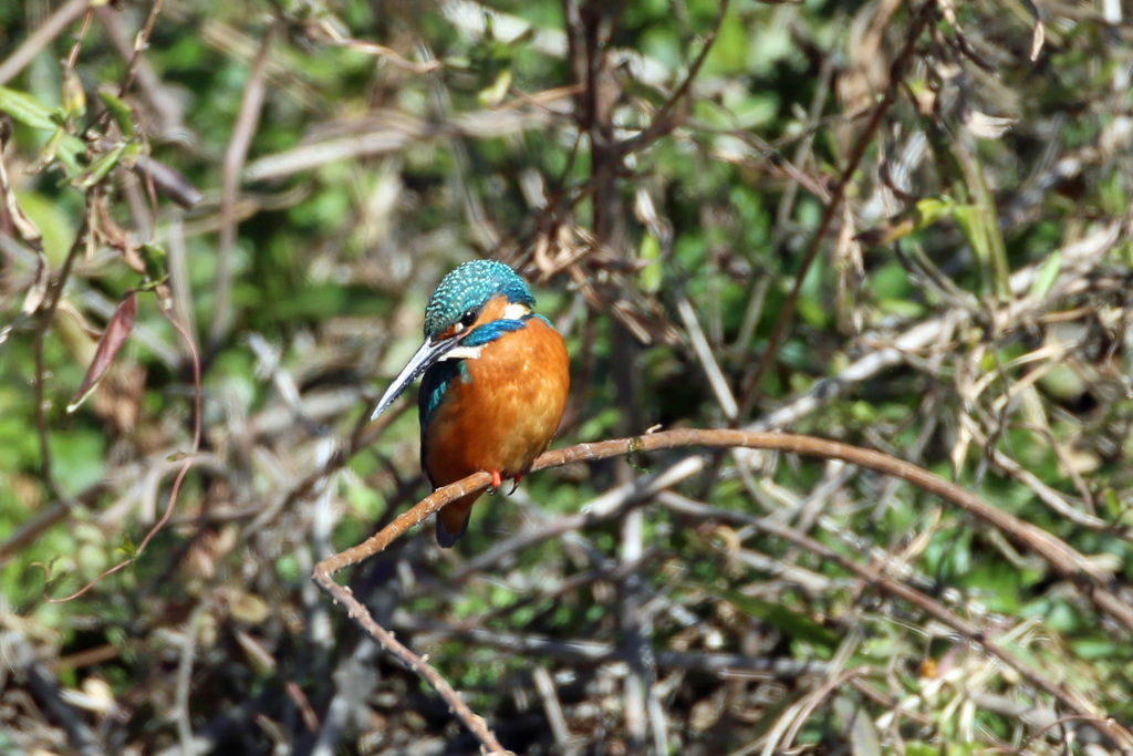 カワセミポーズ-4