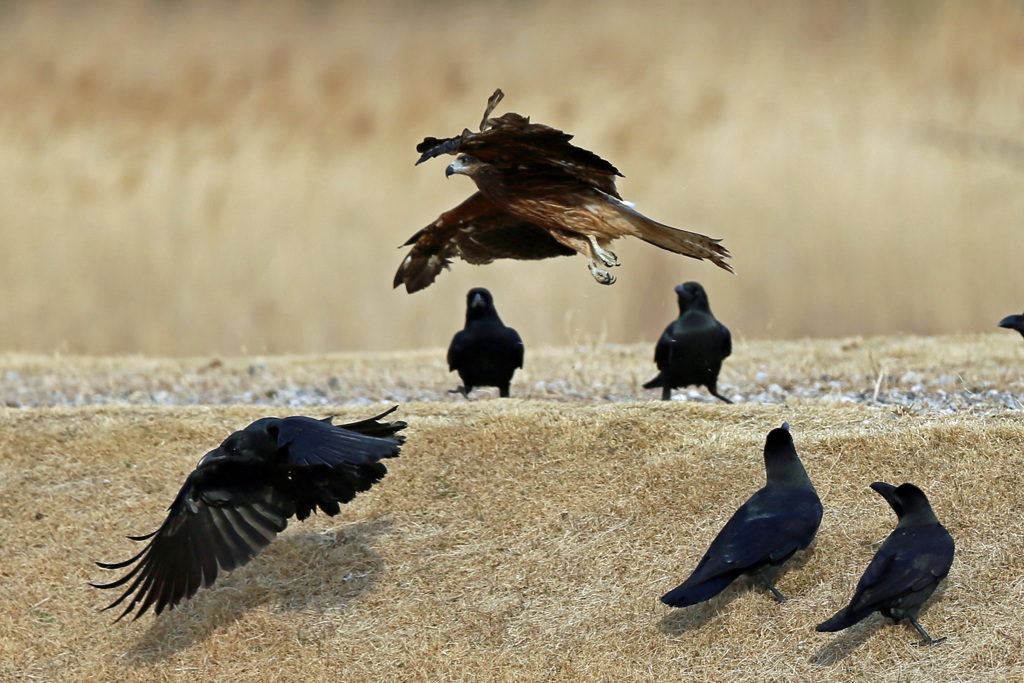 カラスの包囲網-3