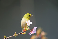 メジロポートレート