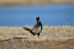 胸はるキジさん