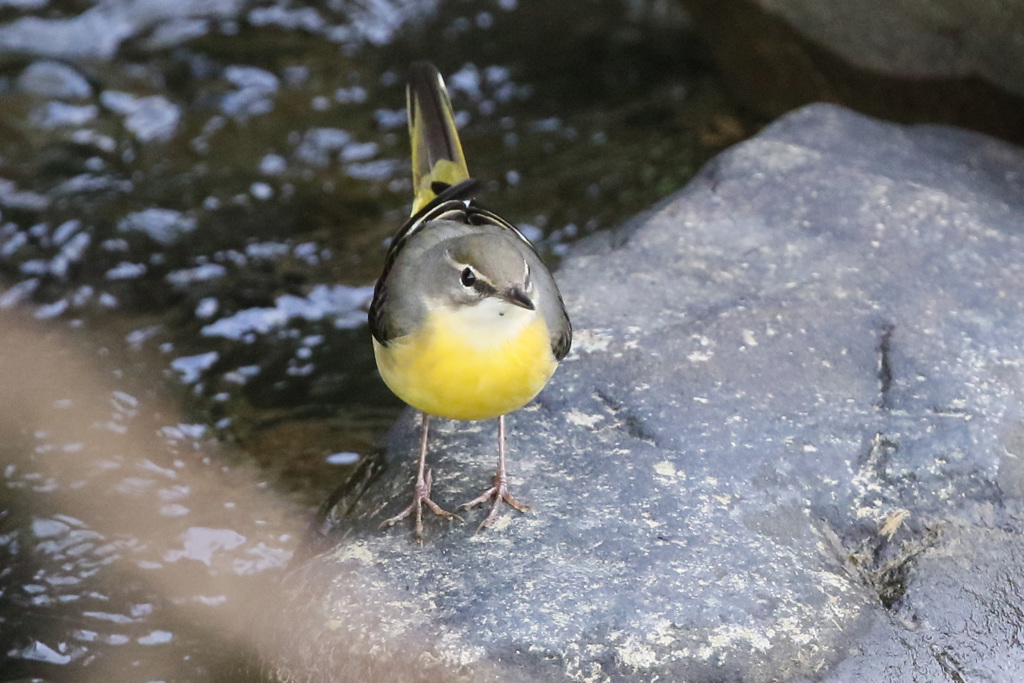 キセキレイポーズ-3