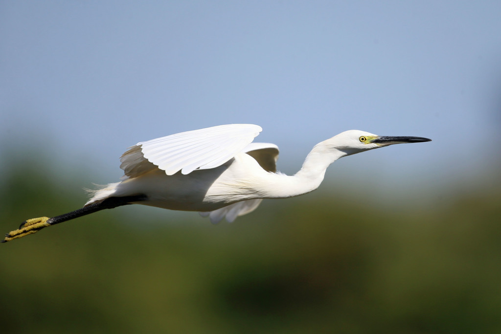コサギの飛び方