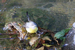 足踏ん張ってます