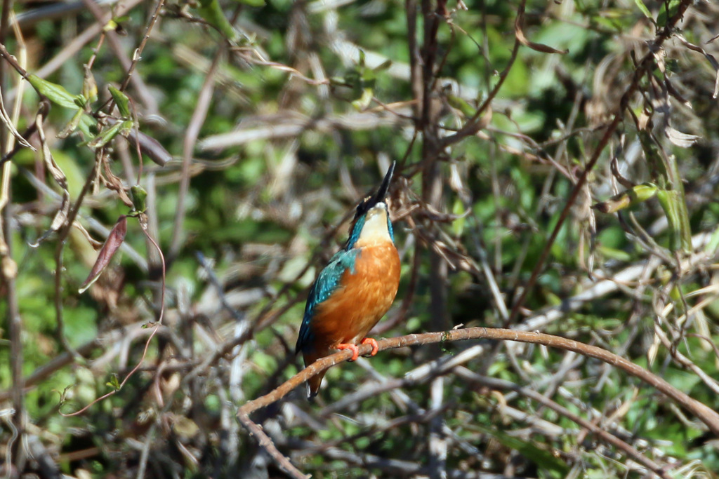 カワセミポーズ-2