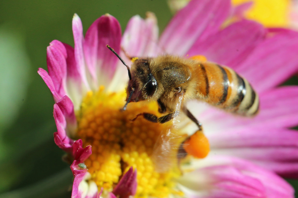 毛皮のコート着てるみたい