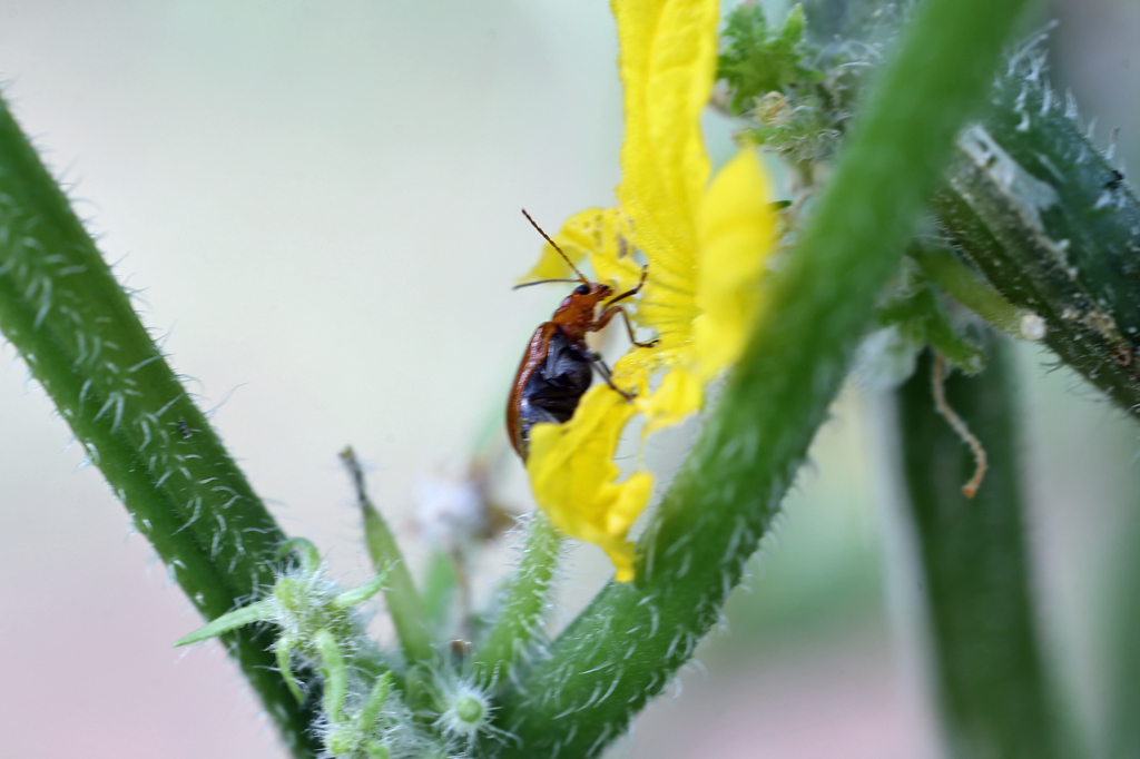 キュウリの花も食べられた