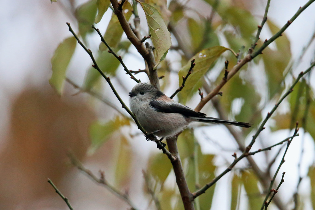 小さくピヨピヨ