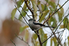 小さくピヨピヨ