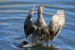 背中綺麗でしょ-1