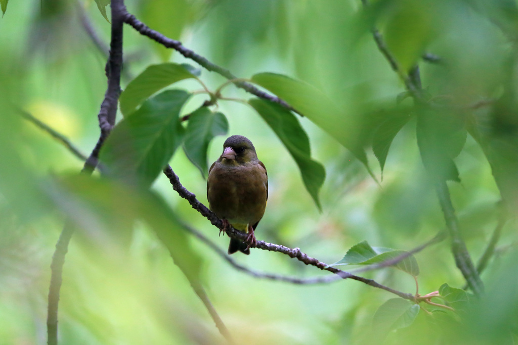 葉っぱのトンネル