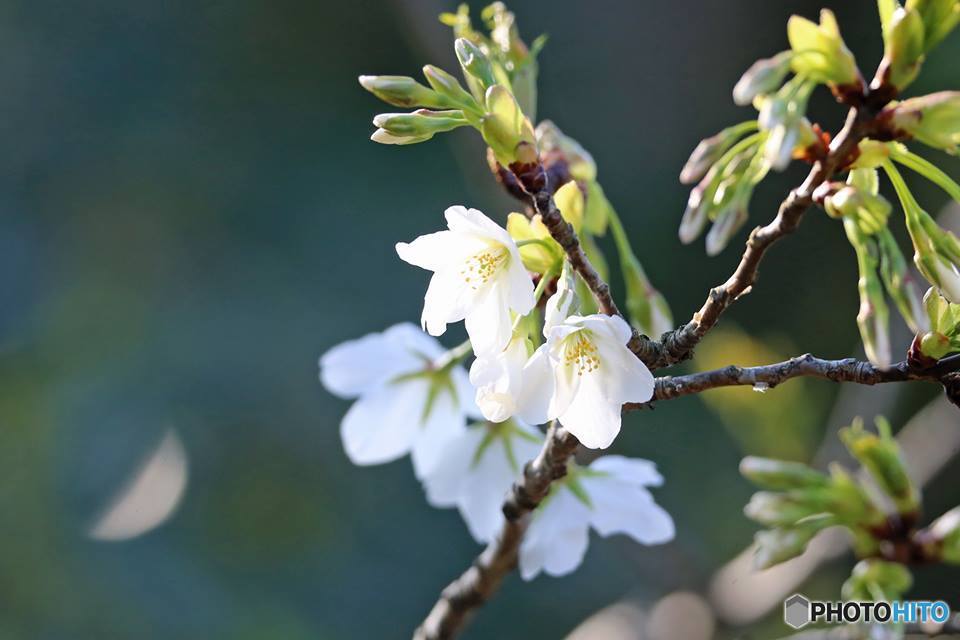 望遠レンズで花の写真-2