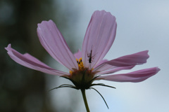 秋桜シルエット