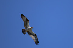 青空とミサゴさん