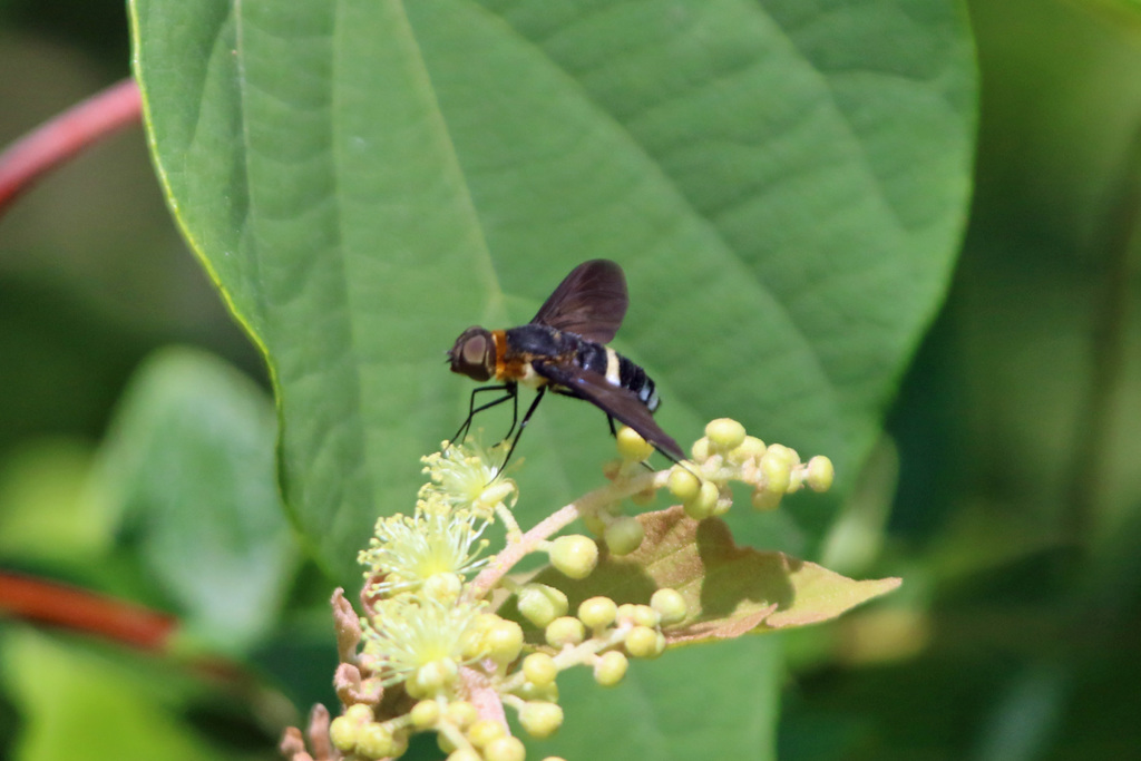 あなたはどなた