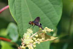 あなたはどなた