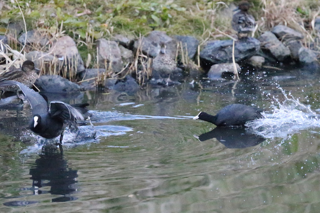 追いかけっこ -1
