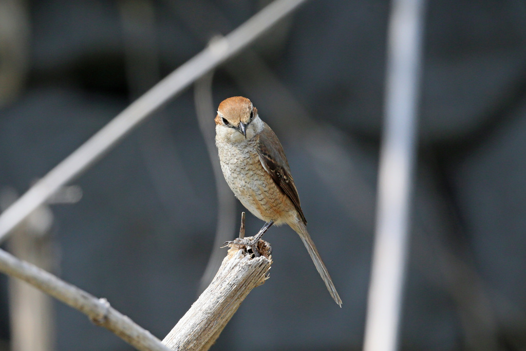 シマアカモズ-4