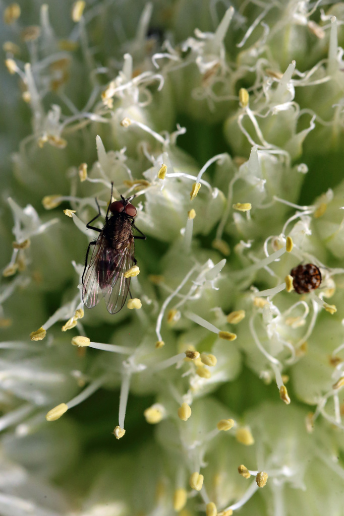 ネギボウズ人気-2