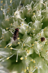 ネギボウズ人気-2