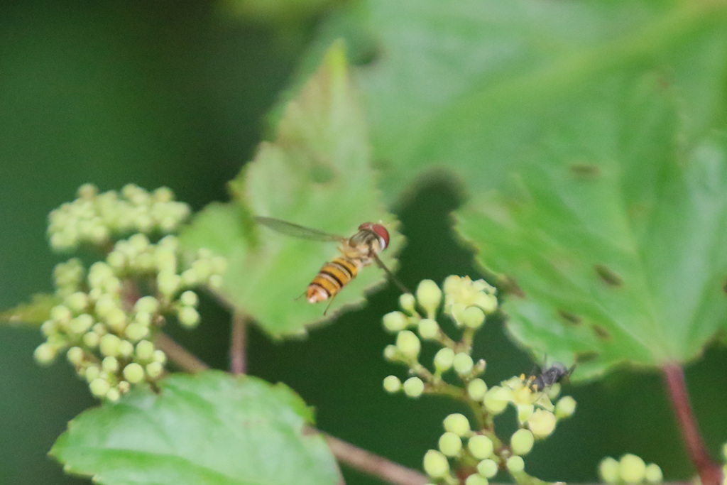 ハナアブホホリング