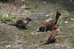 あはは着地へたね！