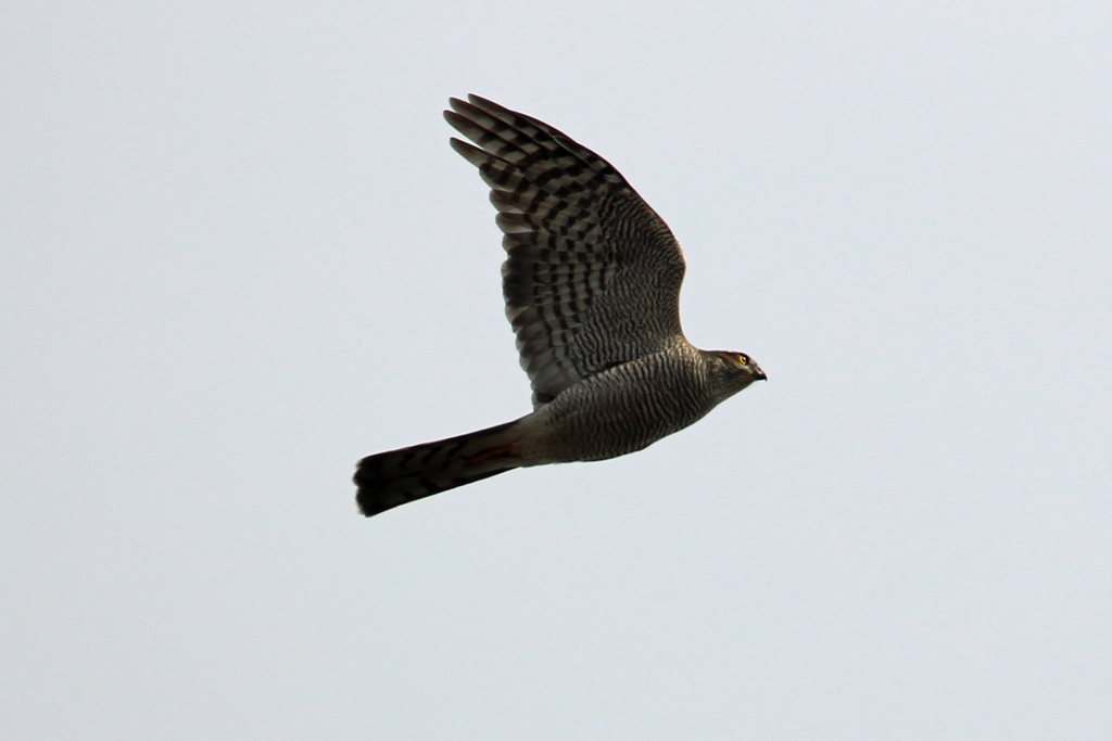 オオタカ成鳥-2
