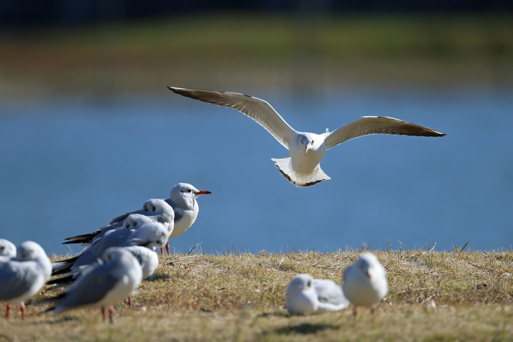 翼のブレーキその1