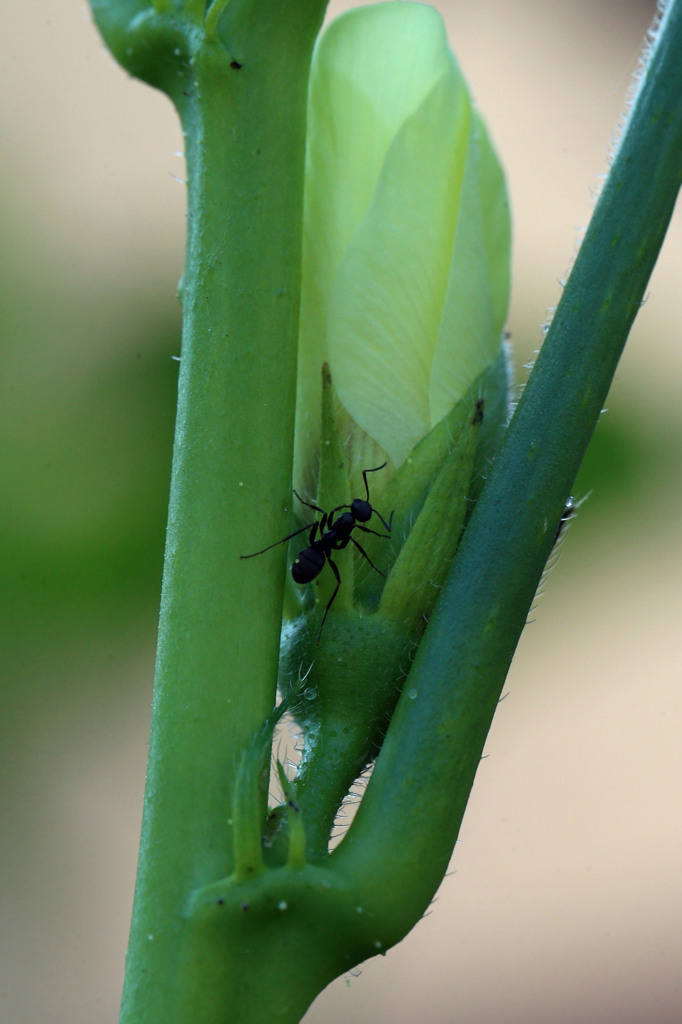 今日も咲いてました