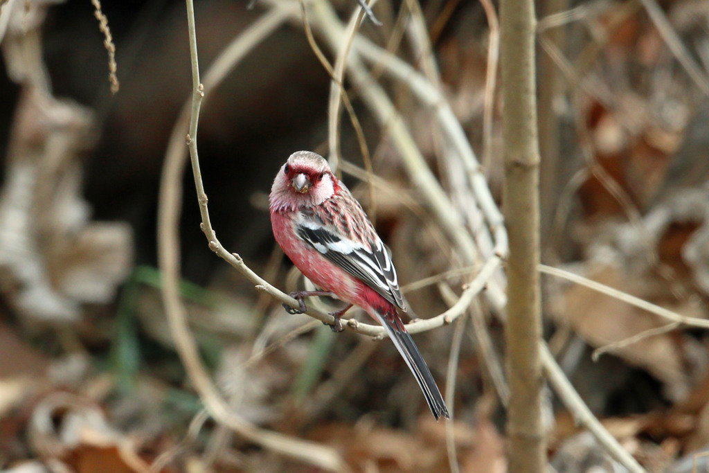 ベニマシコ♂-5