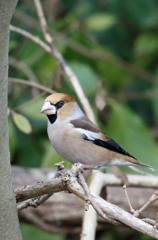シメさん縦構図