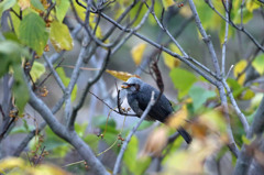 そんなに急いで食べないで