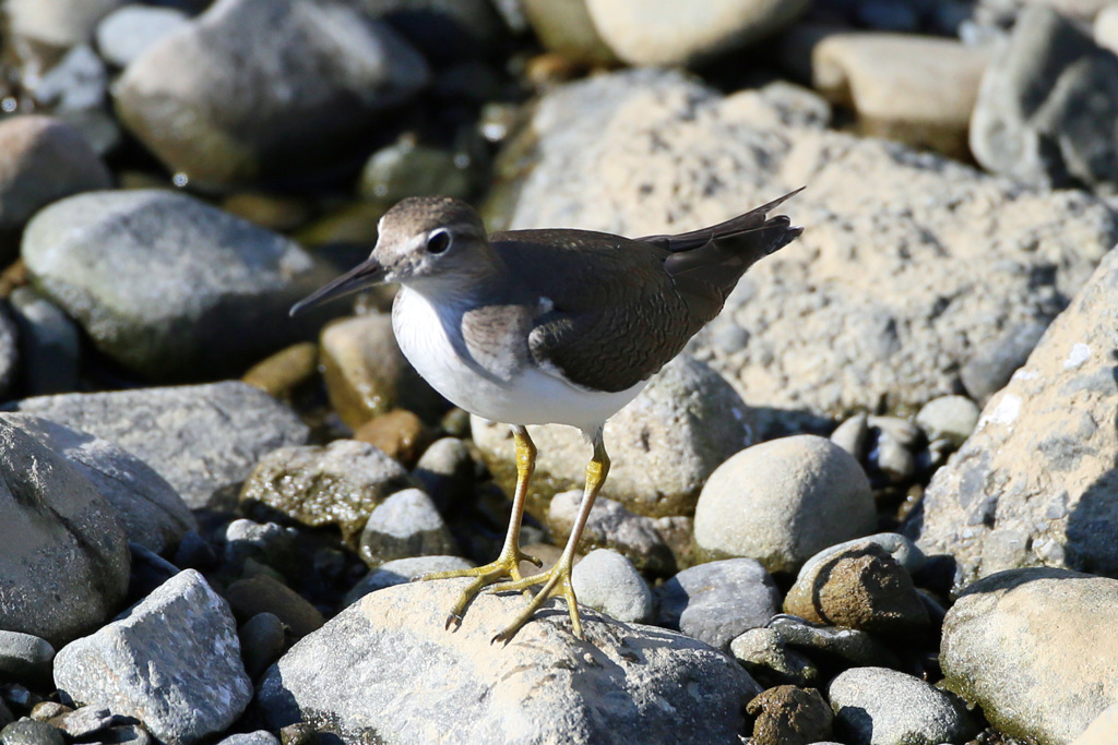 イソシギポーズ-2