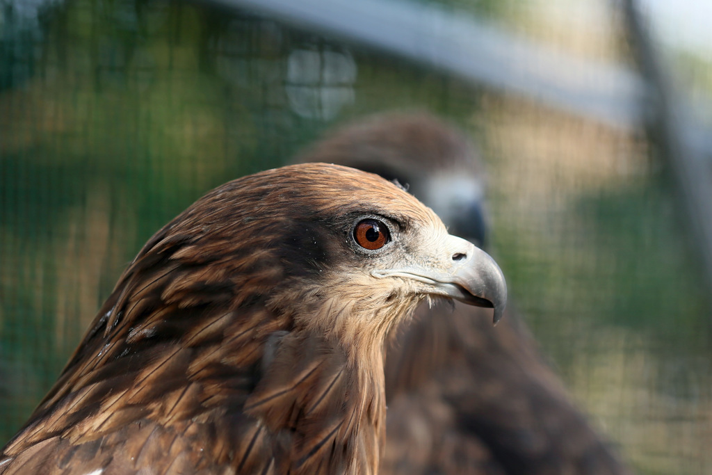 トビ君ポートレート