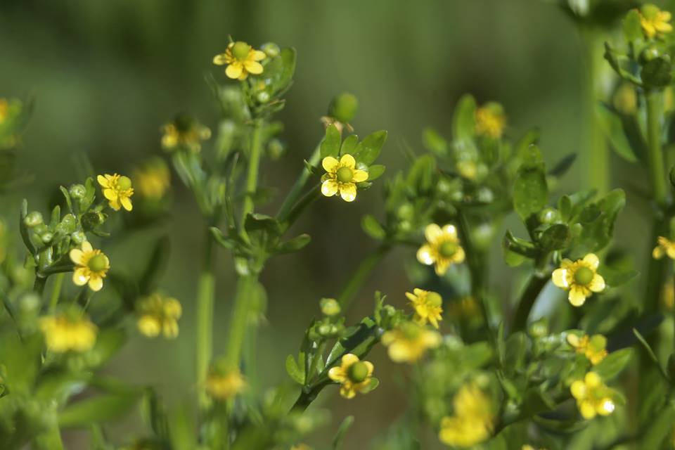 望遠レンズで花の写真-1