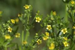 望遠レンズで花の写真-1