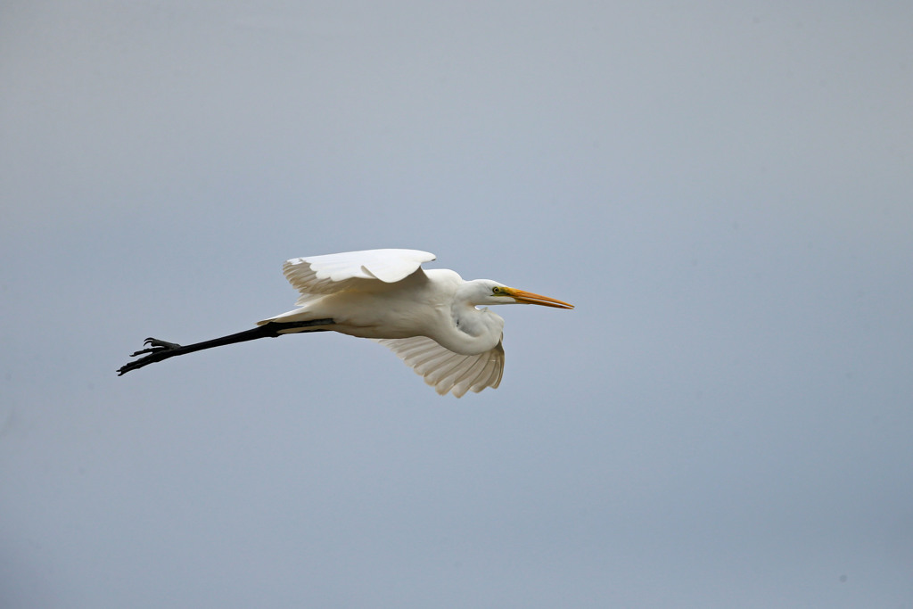 曇り空とタイサギ