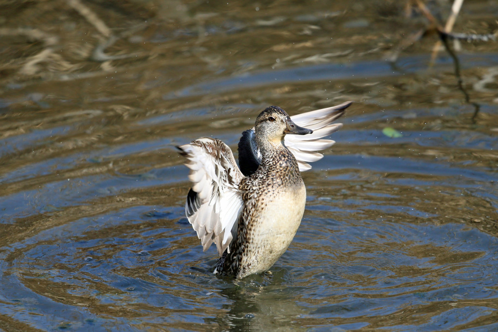 コガモ羽ばたくその3