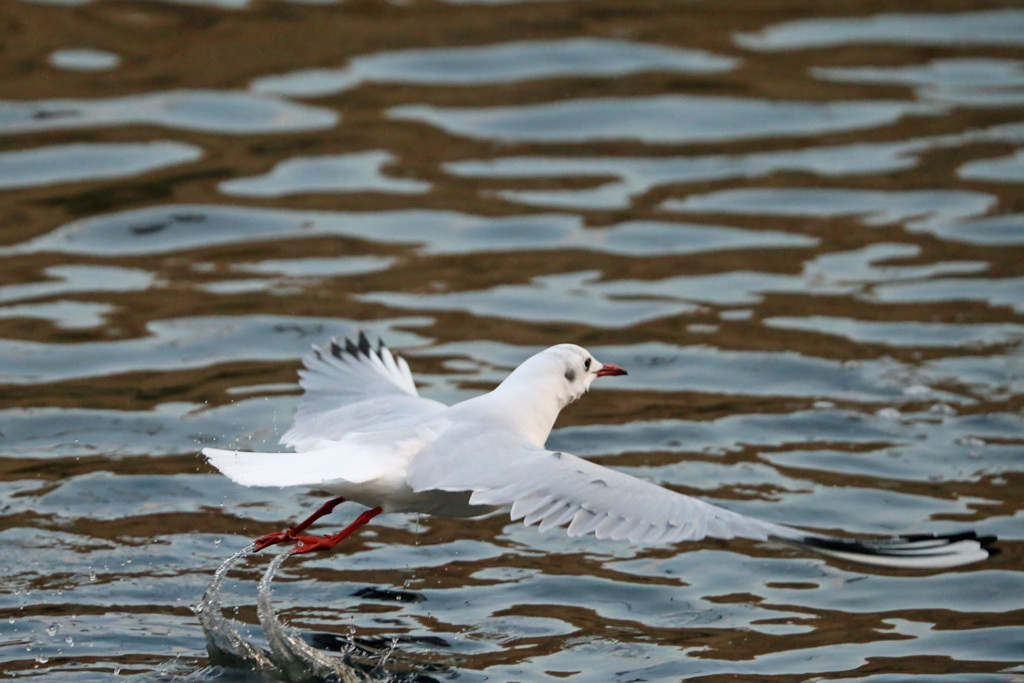 ユリカモメ飛び出し