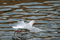 ユリカモメ飛び出し