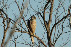 夕日を浴びてオオタカ幼鳥