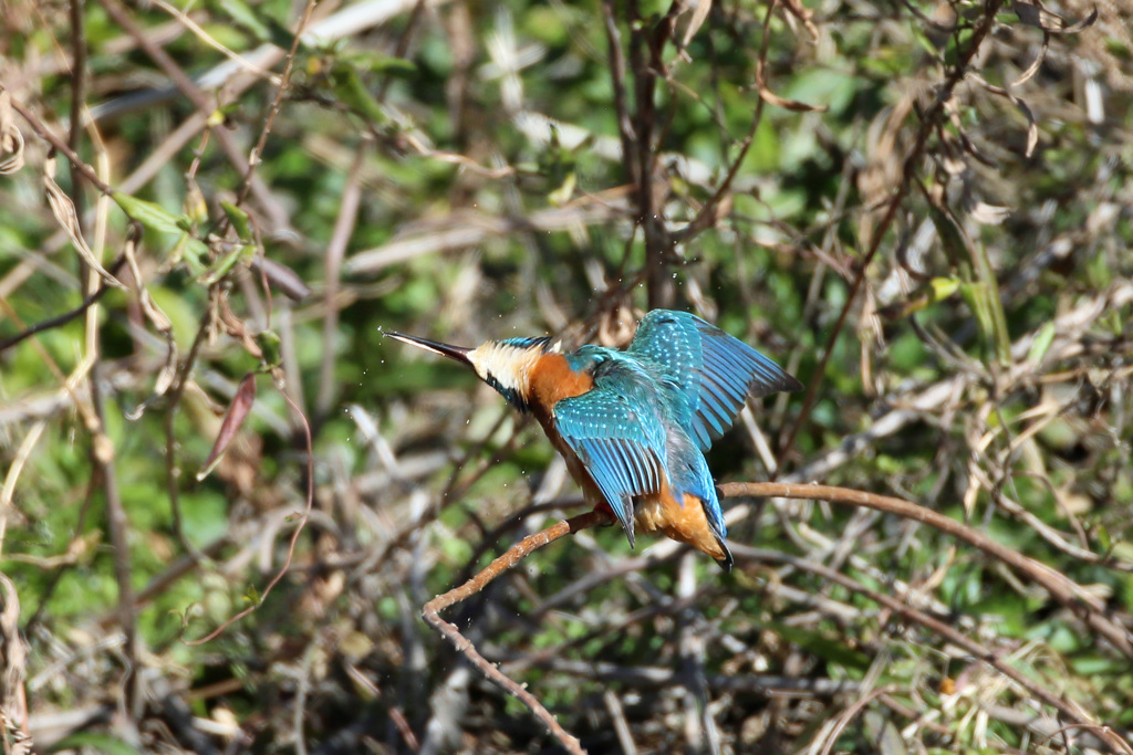 カワセミポーズ-6