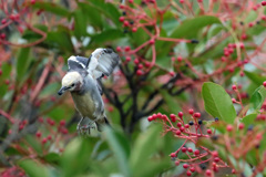 コムクドリ飛びながら食事中