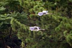 あらーアオサギさんとびながら・・・・・