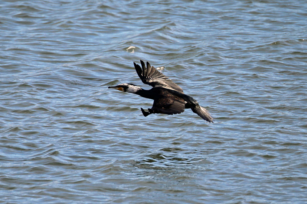 カワウさん定番飛行