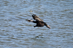 カワウさん定番飛行