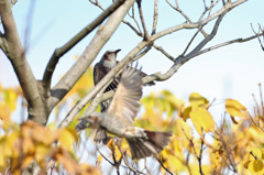 ピント手前に合ってほしかった
