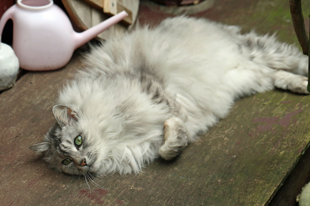 リラックスにゃにゃその4